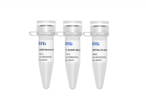 Taq DNA Polymerase (Without dNTP)
